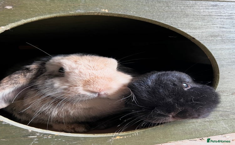 Mini Lop rabbits Mini lop sibling duo - Advert 2