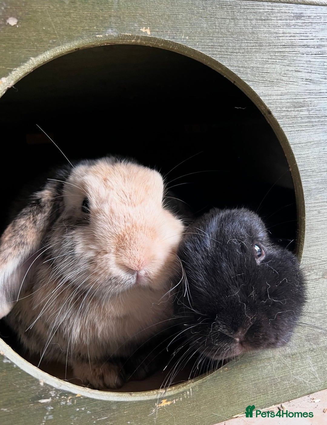 Mini Lop rabbits for sale: Mini lop sibling trio  - Image 2
