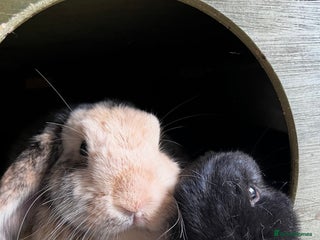 Mini Lop rabbits Mini lop sibling duo - Advert 18