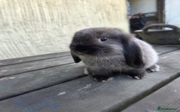 Mini Lop rabbits for sale: Pure bred Mini Lop Bunnies - Image 4