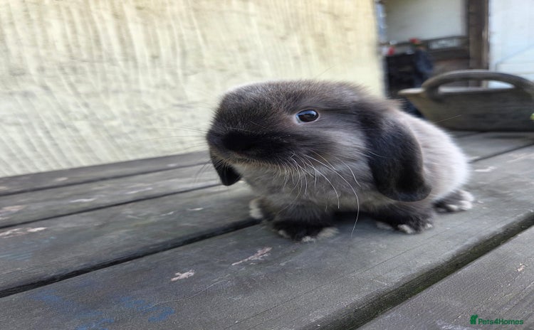 Mini Lop rabbits - Advert 16