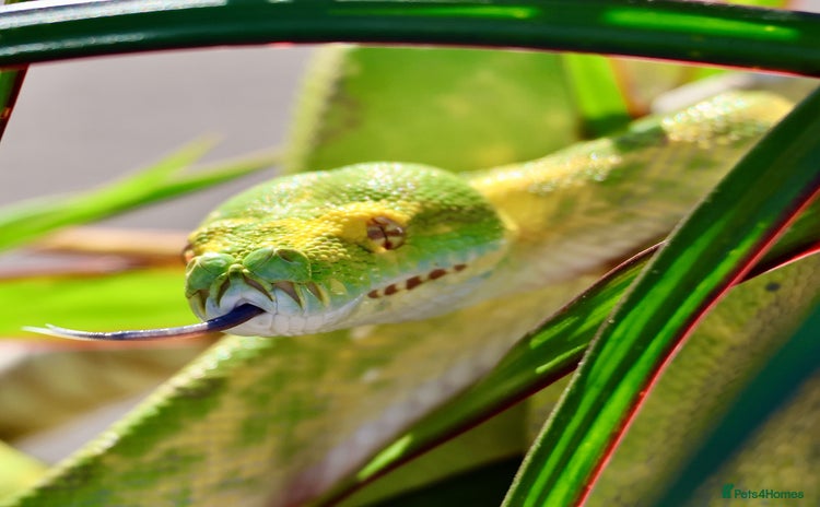 Snake reptiles - Advert 1