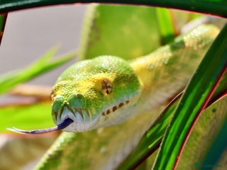 Snake reptiles - Advert 39