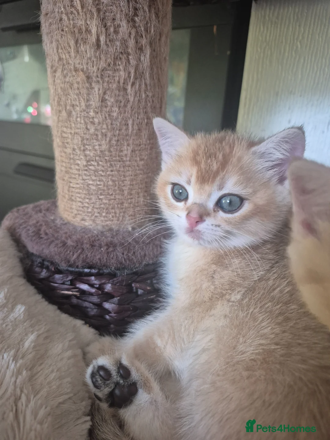British Shorthair cats for sale: British shorthair and longhair kittens - Advert 2
