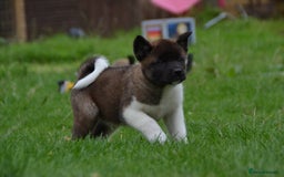 Akita dogs for sale: Kc registered Akita puppy 1 male  - Image 3