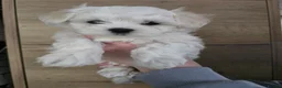 Maltese dogs for sale: Adorable Maltese Puppies for Sale - Advert 18
