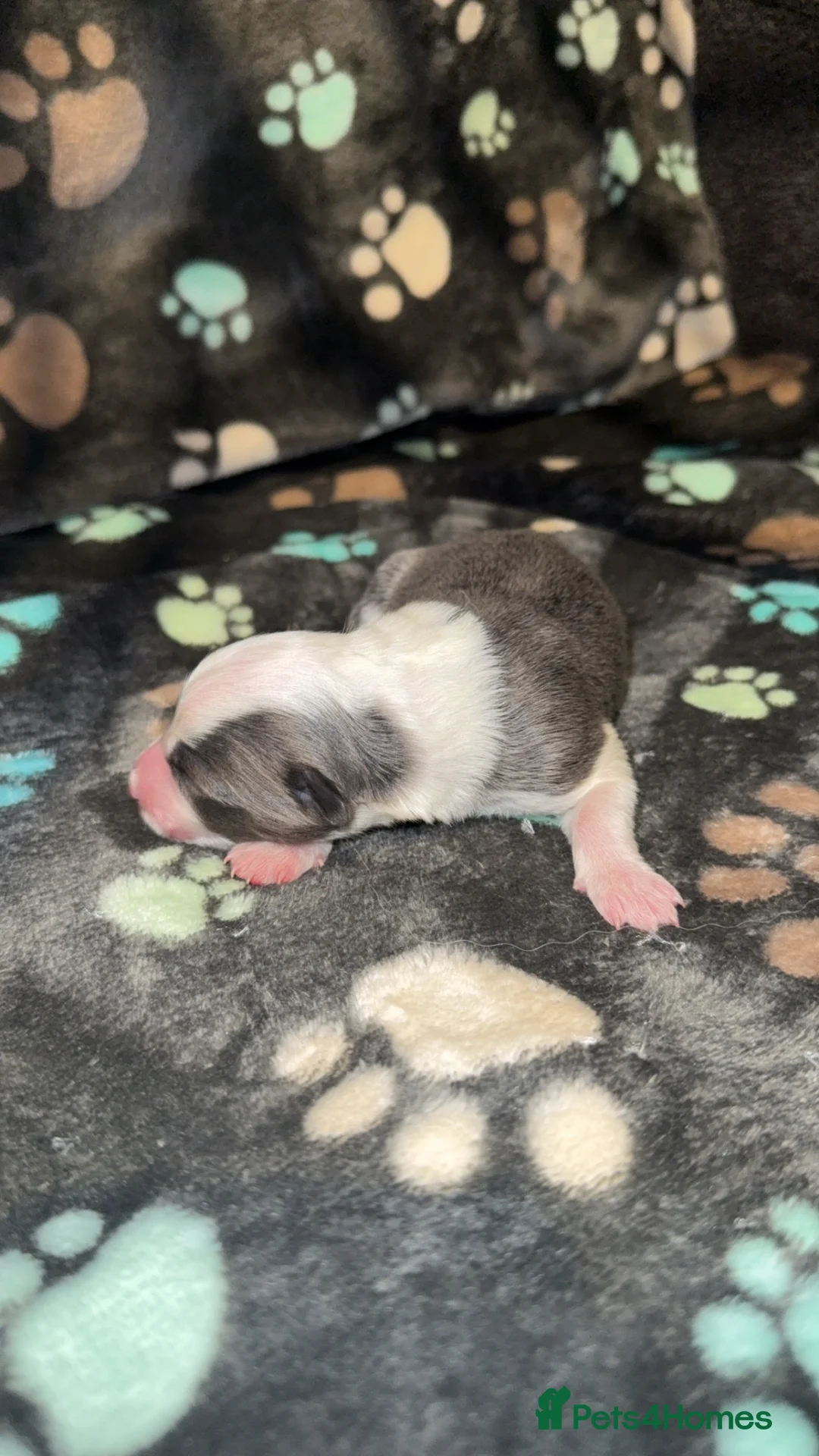 Border Collie dogs for sale: Border Collie Puppies For Sale - Advert 3