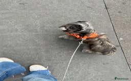 Mixed Breed dogs for sale: Lili - A Tiny Rescue Terrier Mix Angel 💕  - Image 3