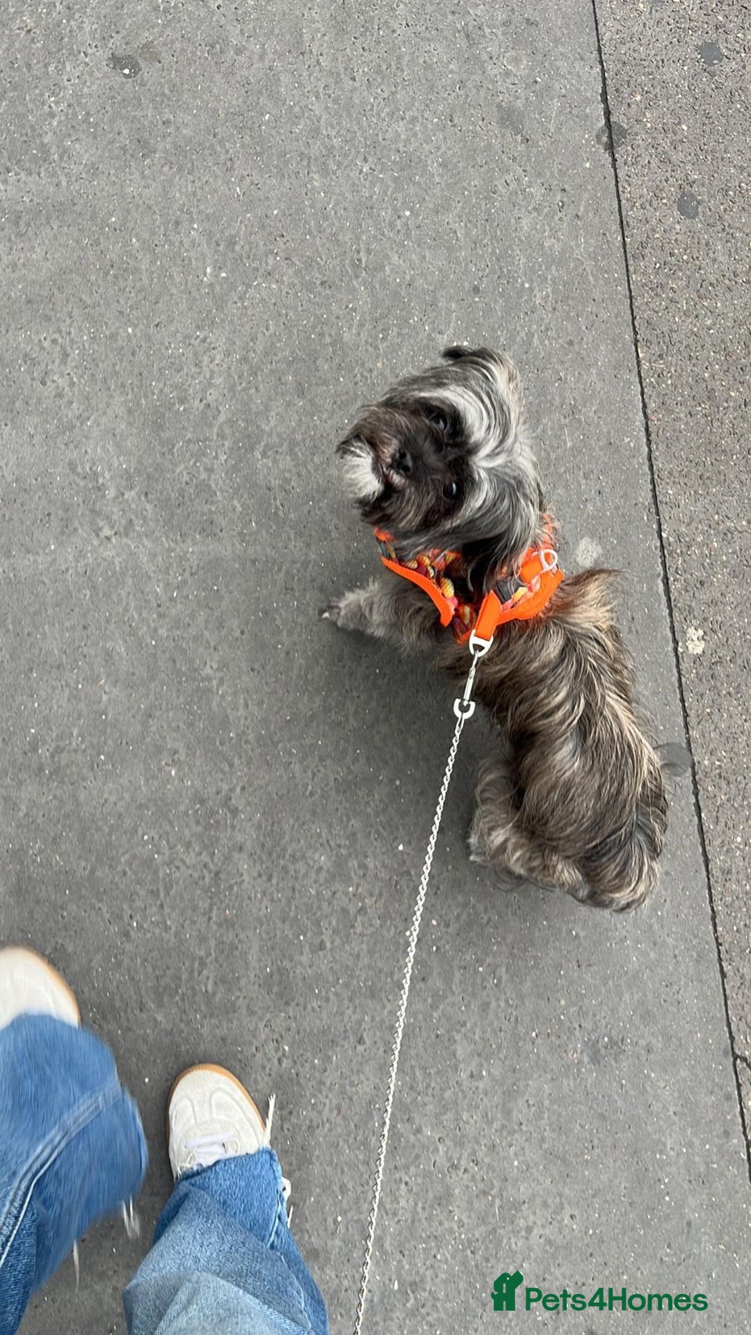 Mixed Breed dogs for sale: Lili - A Tiny Rescue Terrier Mix Angel 💕  - Image 3