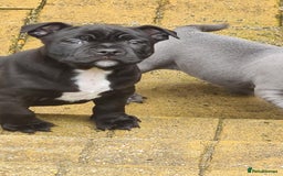 Staffordshire Bull Terrier dogs for stud: Staffordshire Bull Terrier  - Image 12