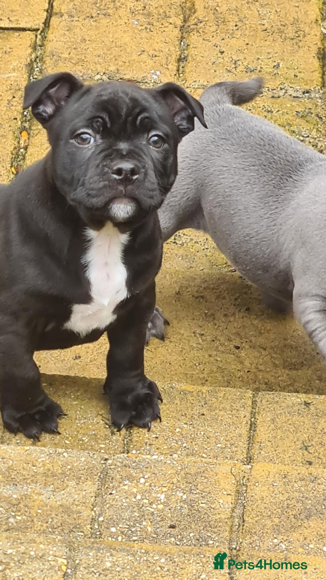 Staffordshire Bull Terrier dogs for stud: Staffordshire Bull Terrier  - Image 12