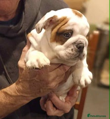 English Bulldog Puppy 3