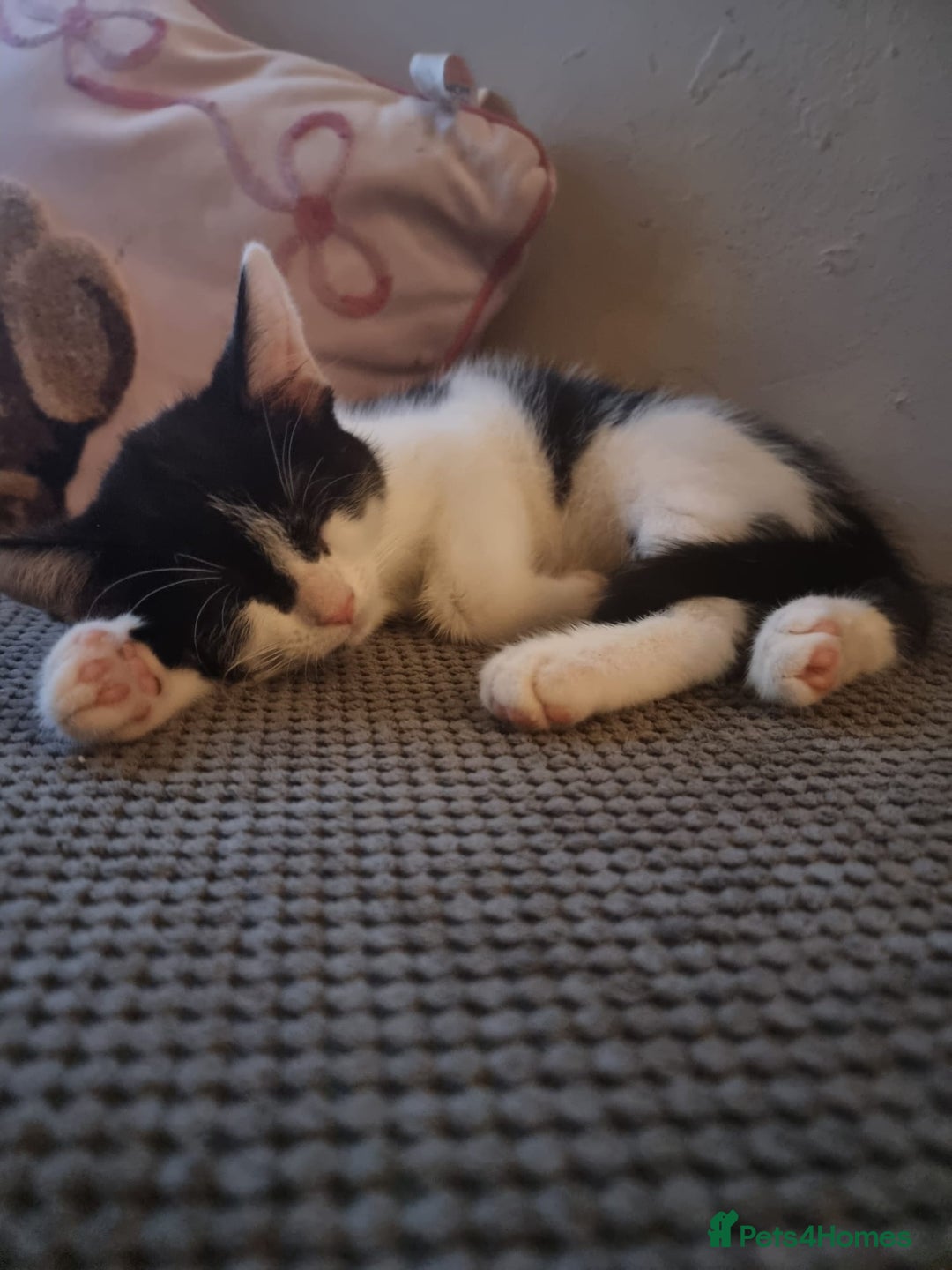 British Shorthair cats for sale: Tuxedo kittens  - Image 4