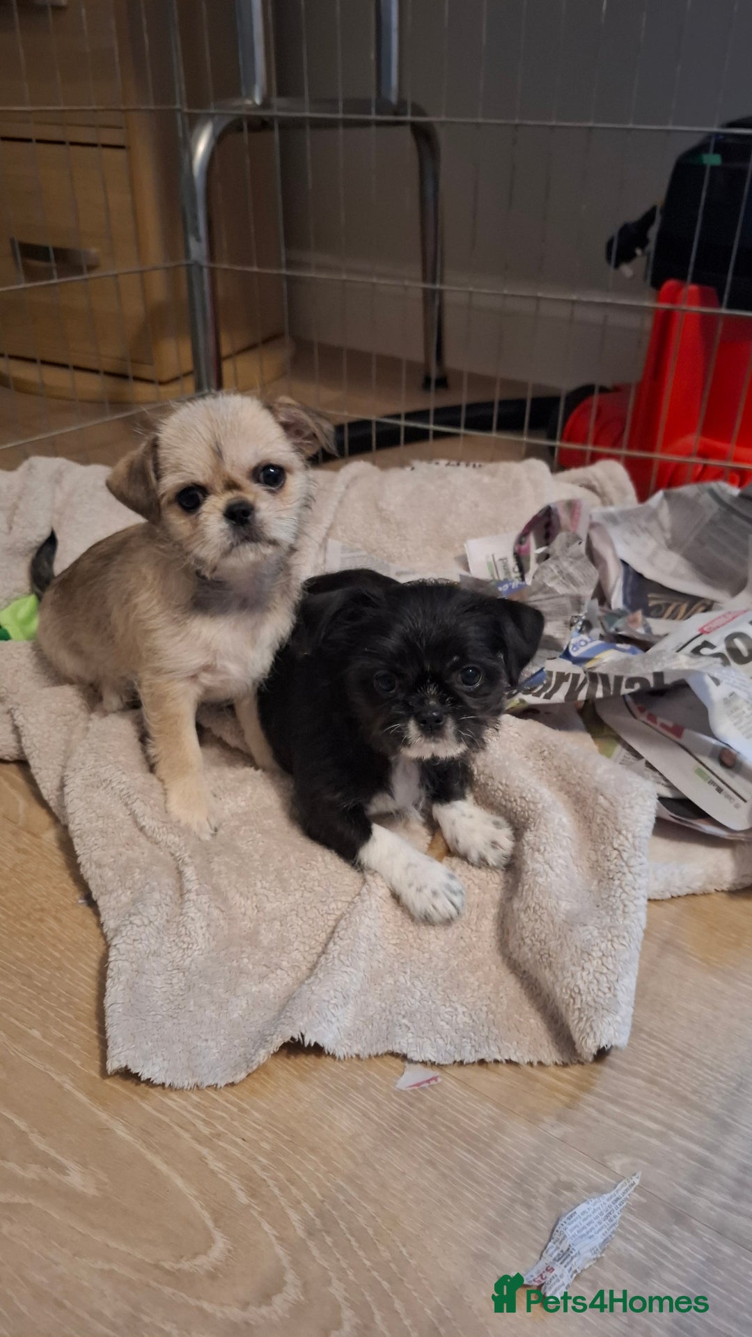 Mixed Breed dogs for sale: Beautiful Chi shi's puppies only 2 Left - Advert 6