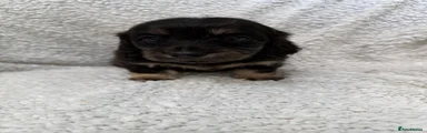Mimi