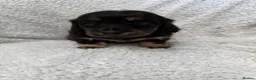 Miniature Dachshund dogs for sale: 5 beautiful long haired dachshunds!  in Bristol - Advert 5