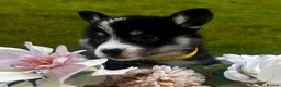 Welsh Corgi Pembroke dogs for sale: Stunning champion breed Tri Corgi Puppies  - Advert 23