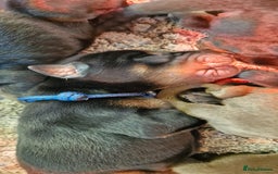 Dobermann dogs for sale: Top line doberman puppies - Image 28