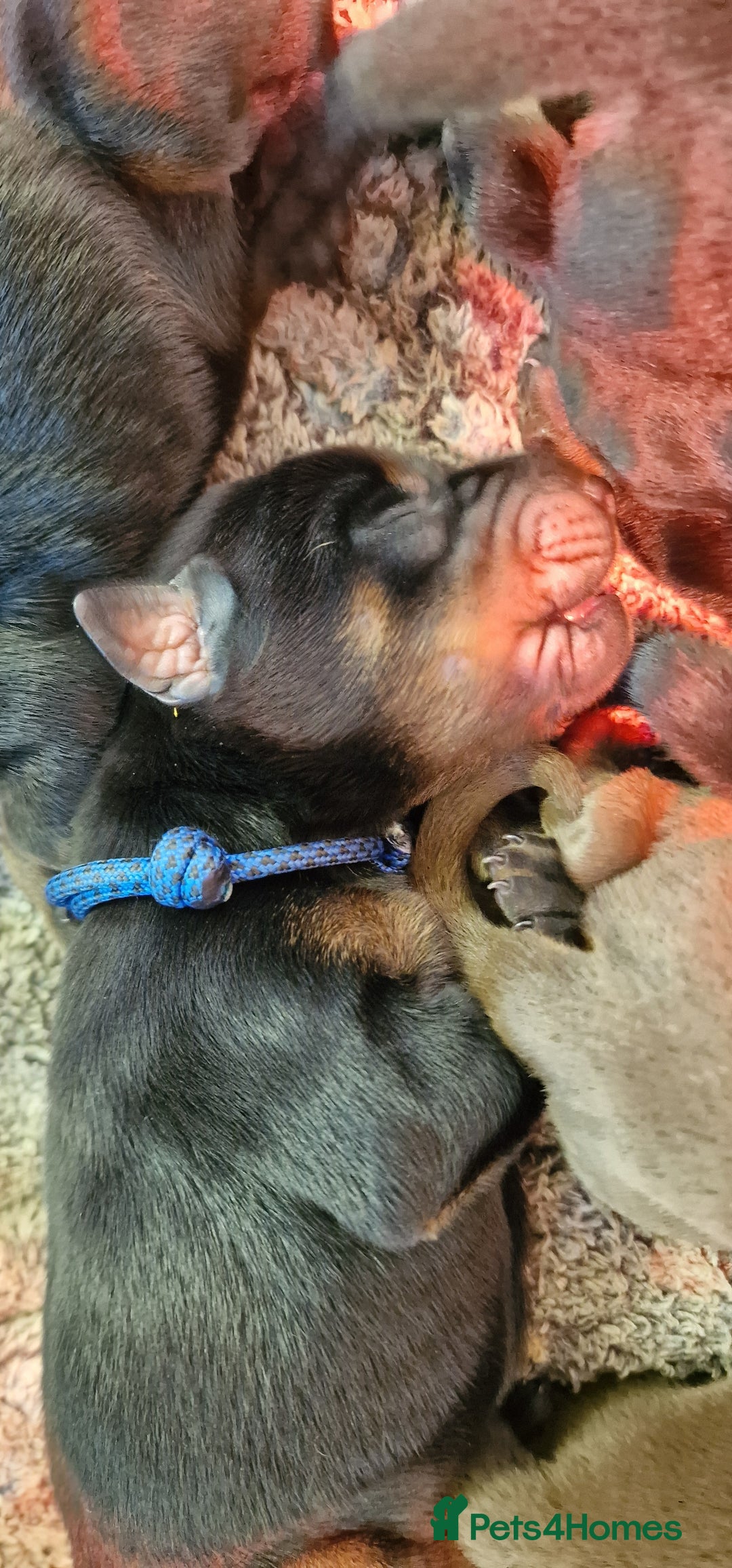 Dobermann dogs for sale: Top line doberman puppies - Image 28