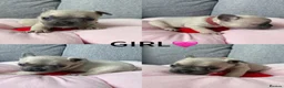 French Bulldog dogs for sale: Adorable Pups french Bull dog Ready for Homes in Surbiton - Advert 8