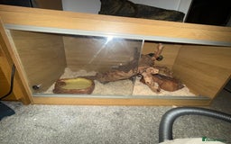 Snake reptiles for sale: Purple Stripe Superconda Western Hognose Snake - Image 11