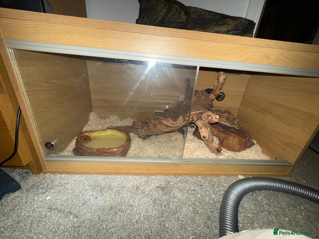 Snake reptiles for sale: Purple Stripe Superconda Western Hognose Snake - Image 11