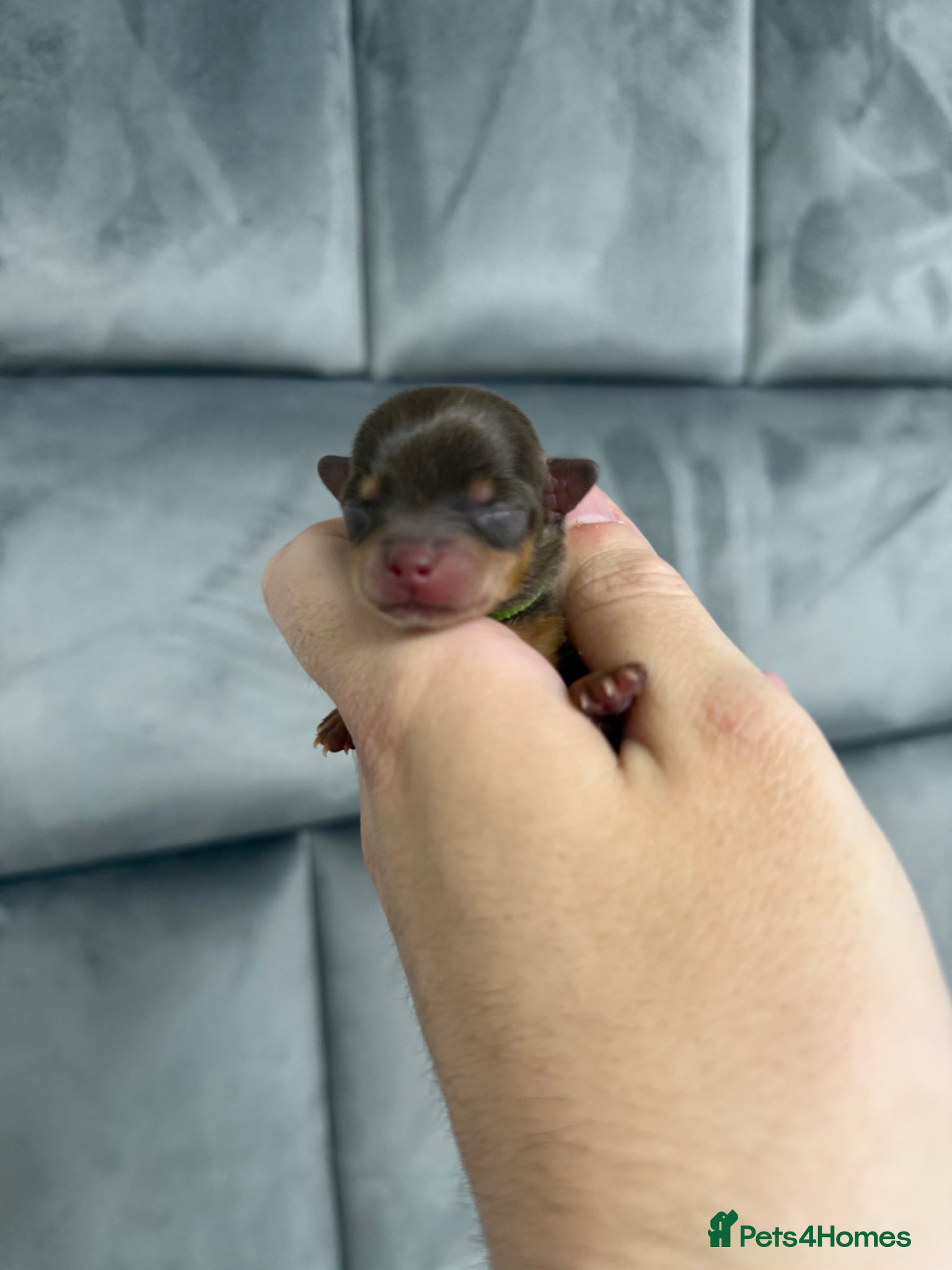 Chipoo dogs for sale: 💎 EXQUISITE TINY CHIPOO PUPPIES AVAILABLE 💎  - Advert 13