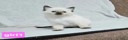 Ragdoll cats for sale: Stunning Ragdoll Kittens Available - Advert 13