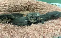 British Shorthair cats for sale: BRITISH SHORT HAIR KITTENS FOR SALE - Image 4