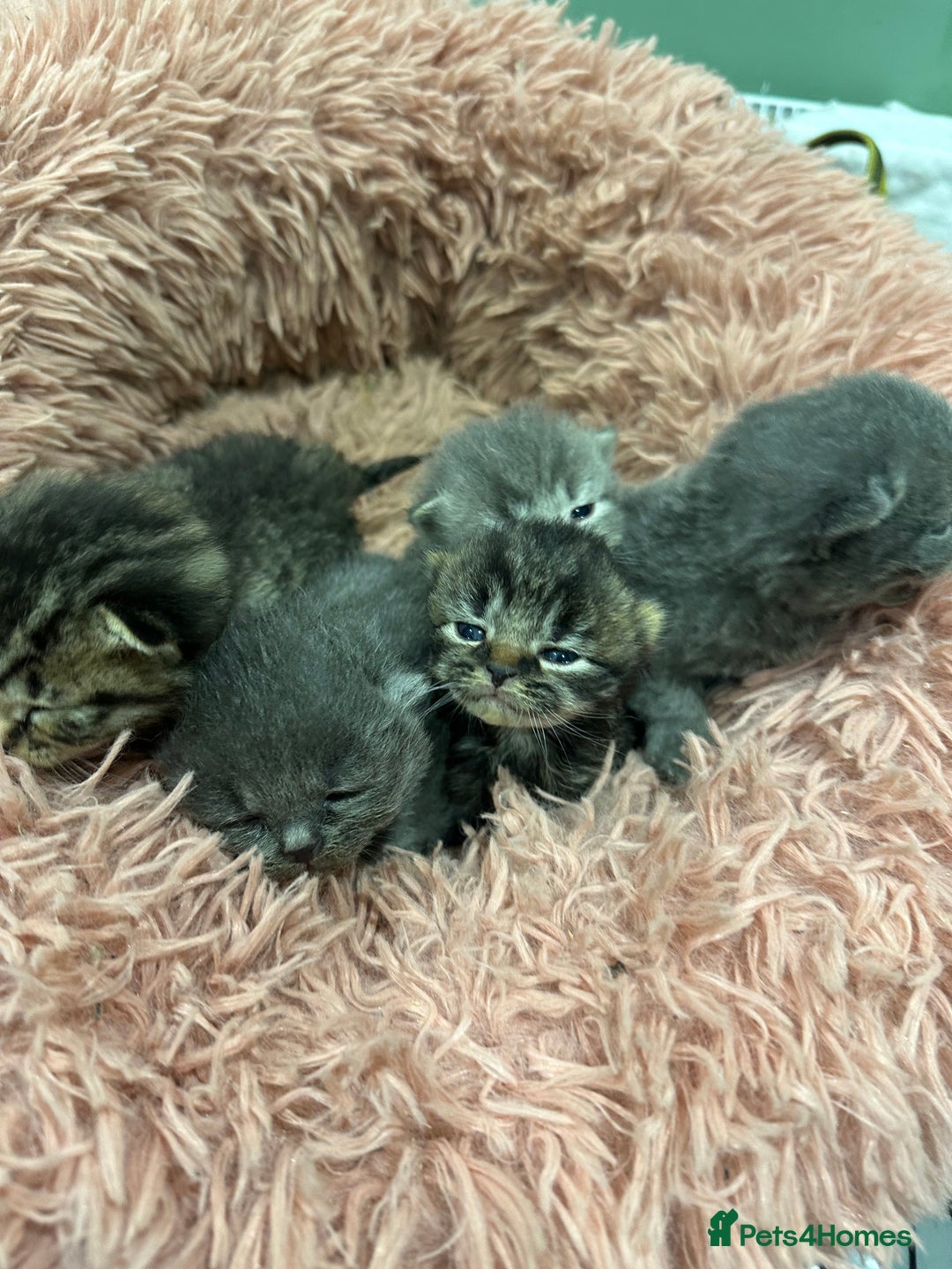 British Shorthair cats for sale: BRITISH SHORT HAIR KITTENS FOR SALE - Image 4