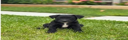 Mixed Breed dogs for sale: 4 jackapoo puppies  - Advert 2