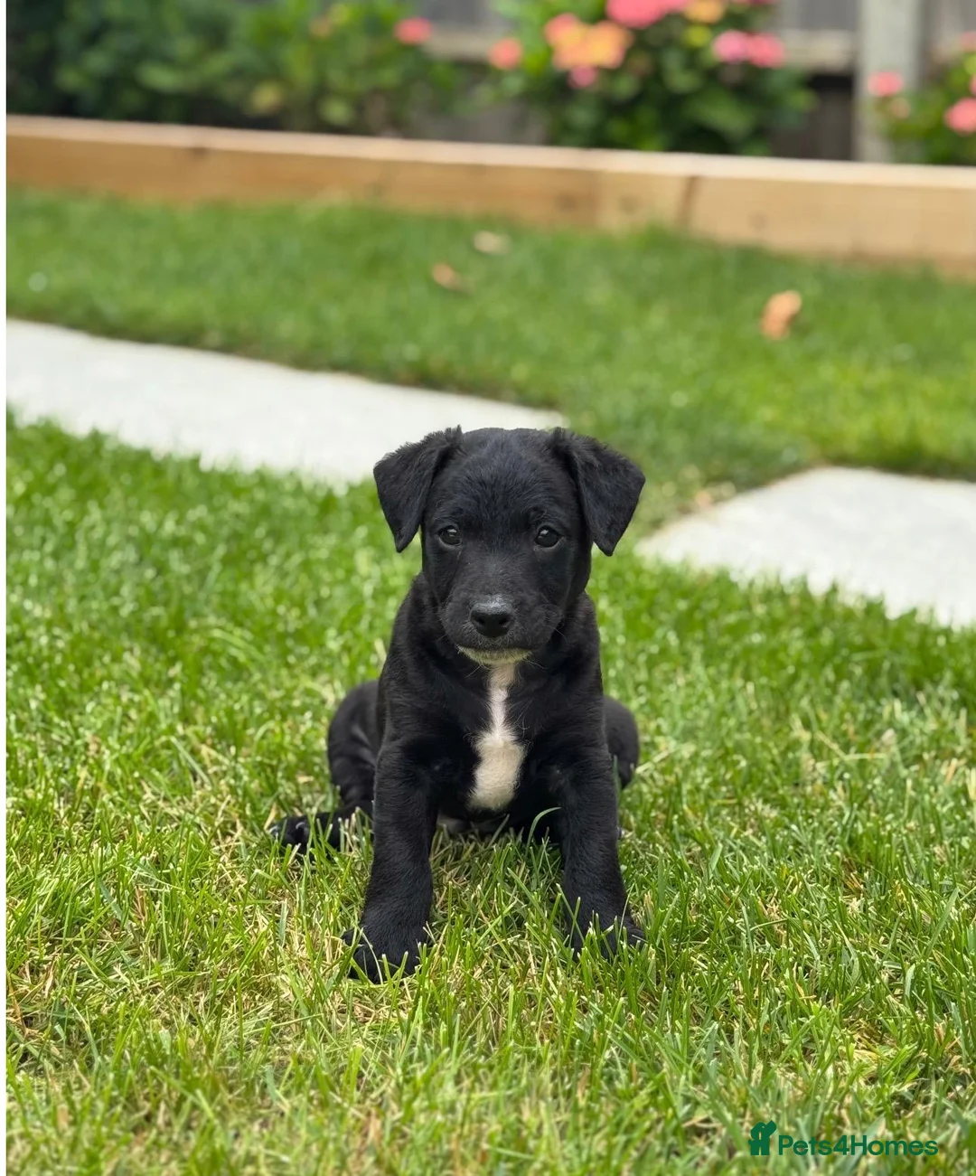 Mixed Breed dogs for sale: 4 jackapoo puppies  - Advert 2