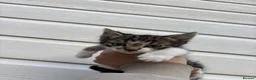 Mixed Breed cats for sale: 2 boy kittens  - Advert 8