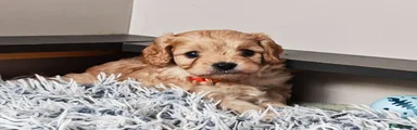 Cavapoo 5