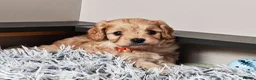 Cavapoo dogs for sale: Home breed cavapoo F1/ health tested parents - Advert 15