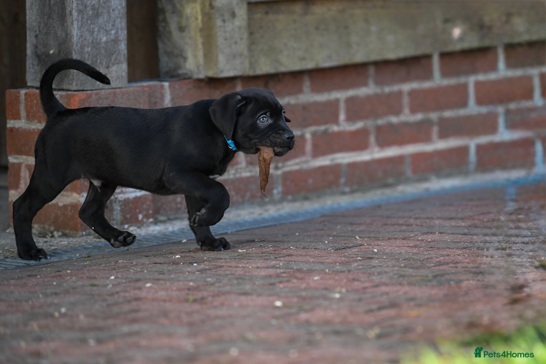 Cane Corso dogs for sale: Elite cane corso puppies  - Advert 13