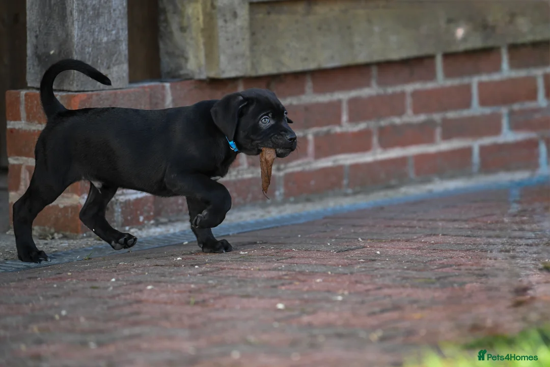 Cane Corso dogs for sale: Elite cane corso puppies  - Advert 13