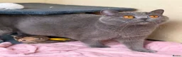 British Shorthair cats for sale: ✨3 CHUNKY BSH TICA REG BOYS✨ - Advert 28