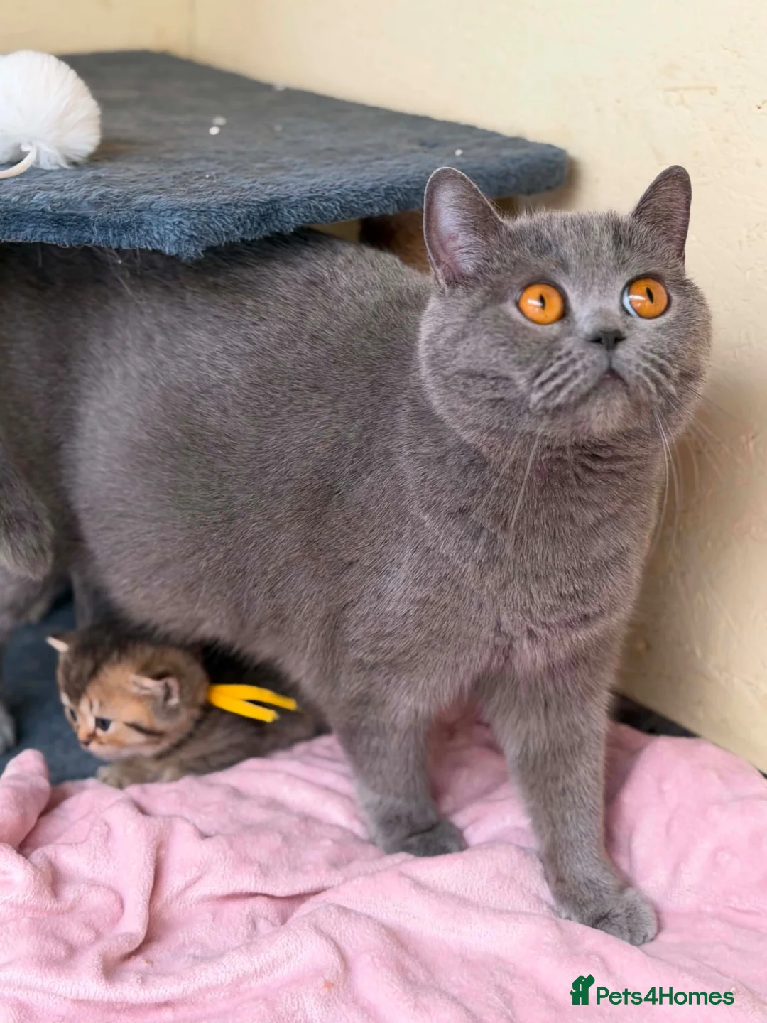 British Shorthair cats for sale: ✨3 CHUNKY BSH TICA REG BOYS✨ - Advert 28