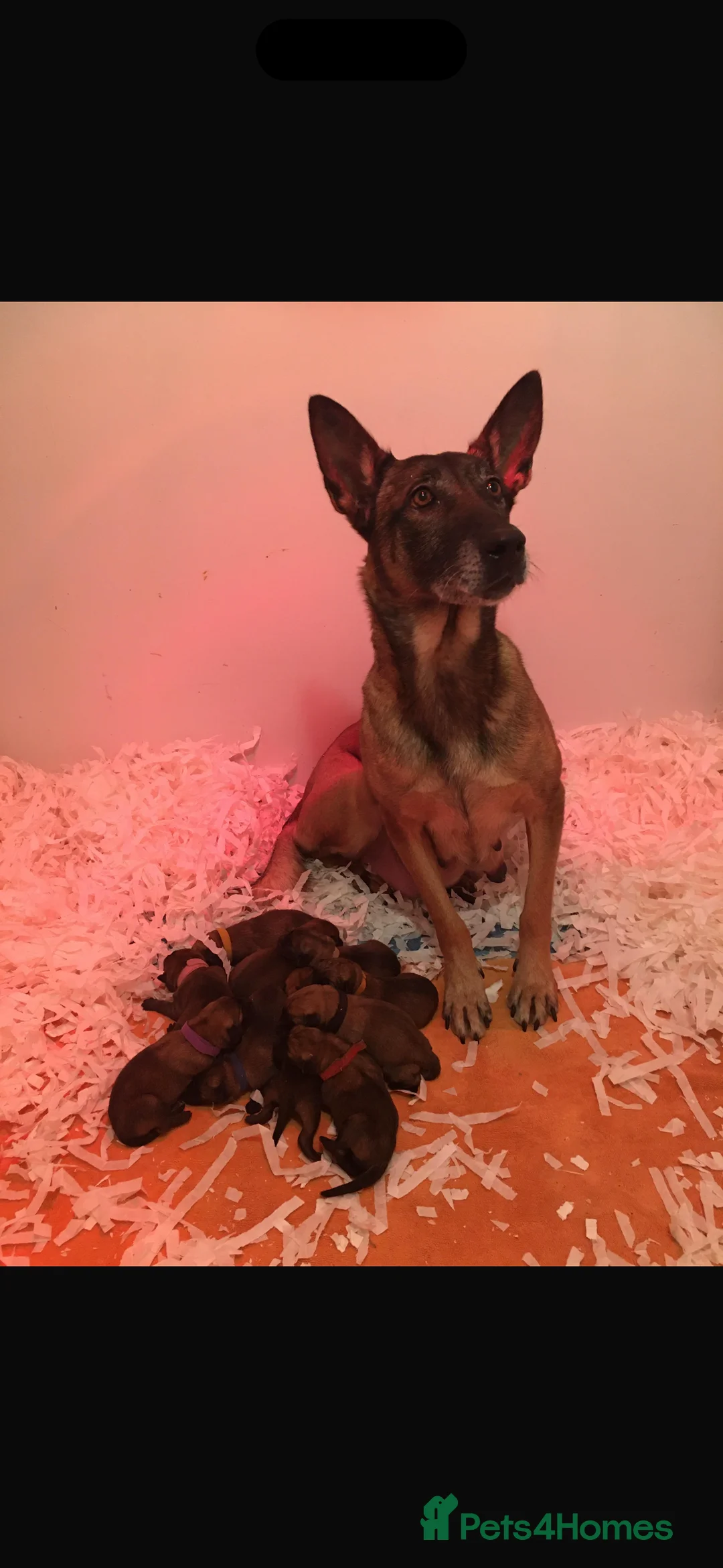 Belgian Shepherd Dog dogs for sale: 9 week old pure Belgian Malinois puppies for sale  - Advert 10