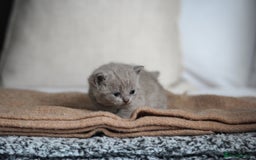 British Shorthair cats for sale: 🩶🐈🐾 Stunning BSH Kittens 🩶🐈🐾 - Image 6