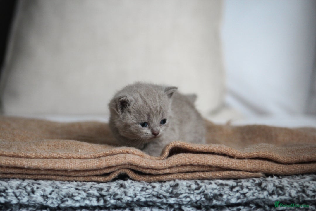 British Shorthair cats for sale: 🩶🐈🐾 Stunning BSH Kittens 🩶🐈🐾 - Image 6