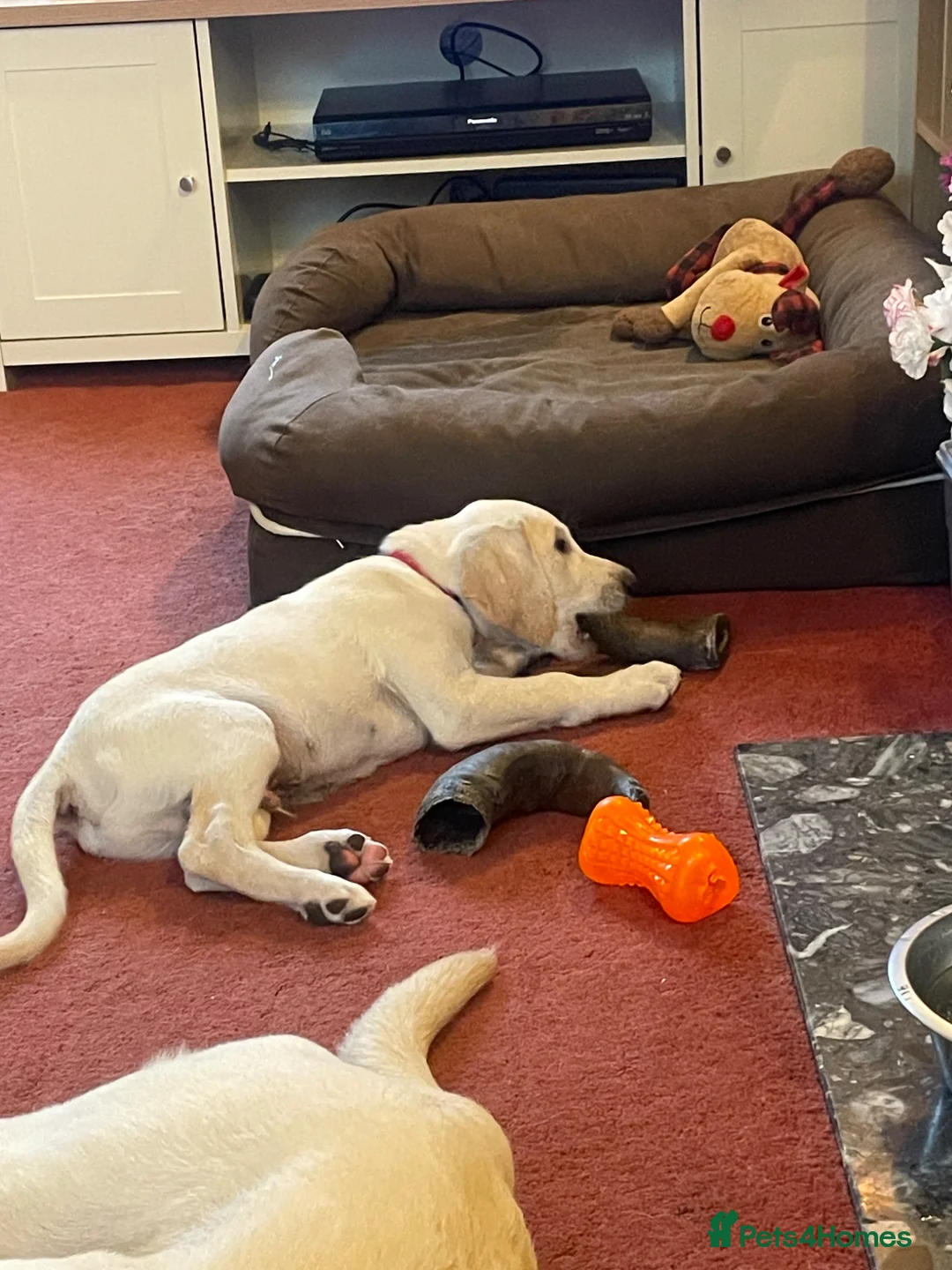 Labrador Retriever dogs for sale: 1 boy Sired byFtCh  - Advert 2