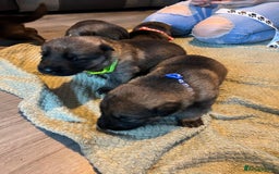 German Shepherd dogs for sale: 4 beautiful German shepherd fur babies  - Image 10