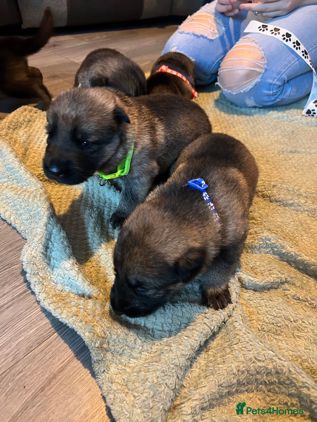 German Shepherd dogs for sale: 4 beautiful German shepherd fur babies  - Image 10