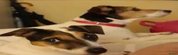 Mixed Breed dogs for sale: Jackrussles border  - Advert 1