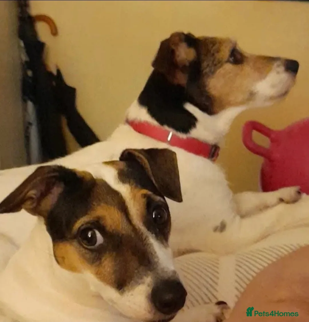 Mixed Breed dogs for sale: Jackrussles border  - Advert 1