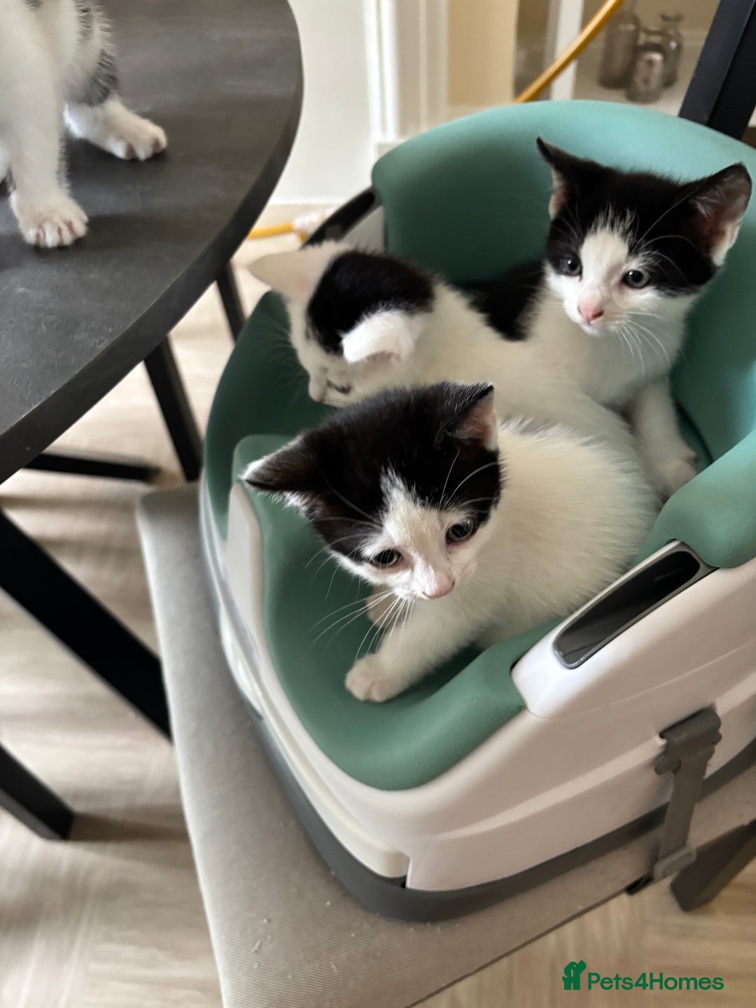 Mixed Breed cats for sale: Kittens for sale - Image 20
