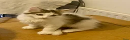 Norwegian Forest Cat cats for sale: Gorgeous Norwegian forest x kittens - Advert 3