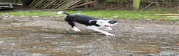 Border Collie dogs for sale: Border Collie Pup - Glen 🐾 - Advert 5